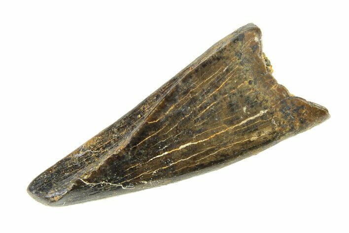 Juvenile Tyrannosaur (Nanotyrannus) Premax Tooth - Montana #338693
